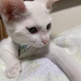 ひとりで頑張ってきた夢吉