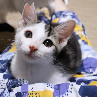 トライアル決定☆お膝も抱っこも大好き！