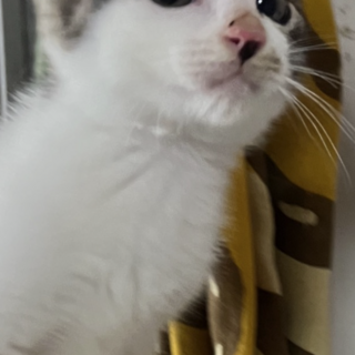 キジ白の美人ちゃん♡さくらちゃん