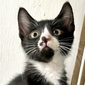 【ハナテンテン】里親さまが決まりました！