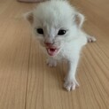 子猫5匹　里親様募集