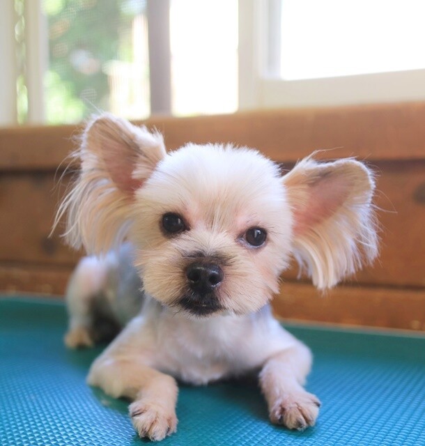 ツム ヨーキー 埼玉県 犬の里親募集 ペットのおうち 月間利用者150万人