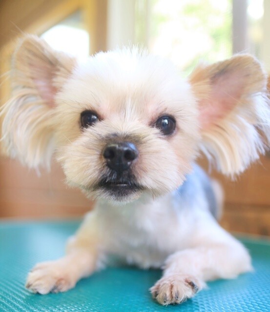 ツム ヨーキー 埼玉県 犬の里親募集 ペットのおうち 月間利用者150万人
