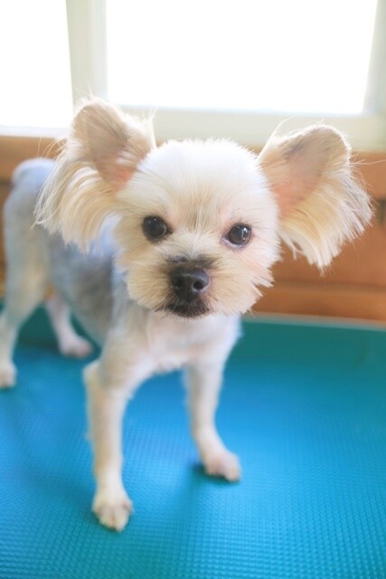 ツム ヨーキー 埼玉県 犬の里親募集 ペットのおうち 月間利用者150万人