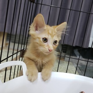 ルーク　生後3ヶ月ほど