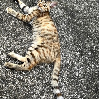 ２匹一緒に里親様決まりました