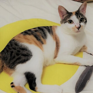 無邪気な甘えたさん　三毛猫☆さくらちゃん