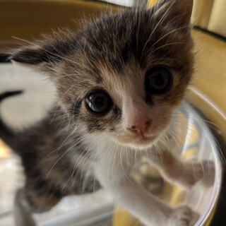 おめめクリクリ♡かわいいキティちゃん