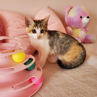 動画あり 穏やかな三毛ちゃん