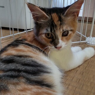 ジェニー　左目のハンデにも負けないお嬢様 