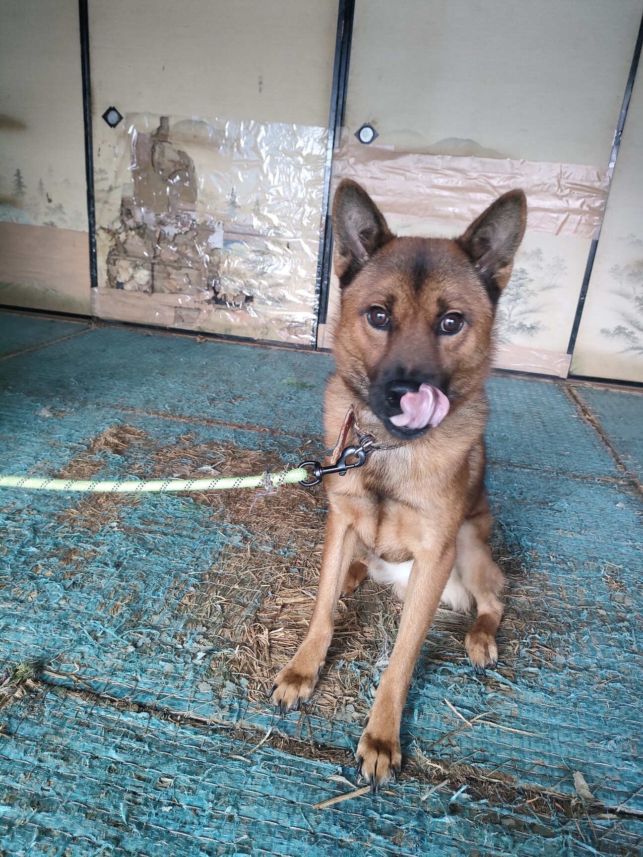 甲斐犬好き里親募集です 三重県 犬の里親募集 ペットのおうち 月間利用者150万人 甲斐犬好き里親募集です 三重県 犬の里親募集 ペットのおうち 月間利用者150万人