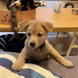 みんなと仲良し♪もこ♀2か月