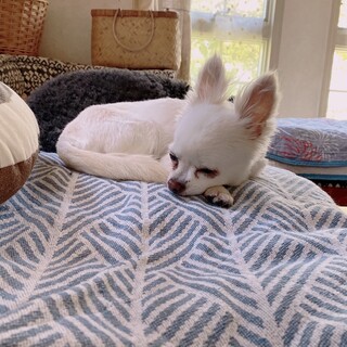 穏やかで小さなチワワ女の子