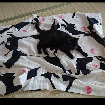 くろずさん、どこ行った?