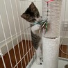 元気いっぱいキジシロ男子☆子猫☆調布市から募集 サムネイル3