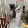 元気いっぱいキジシロ男子☆子猫☆調布市から募集 サムネイル5