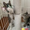 元気いっぱいキジシロ男子☆子猫☆調布市から募集 サムネイル6