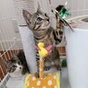 元気いっぱいキジシロ男子☆子猫☆調布市から募集 サムネイル7