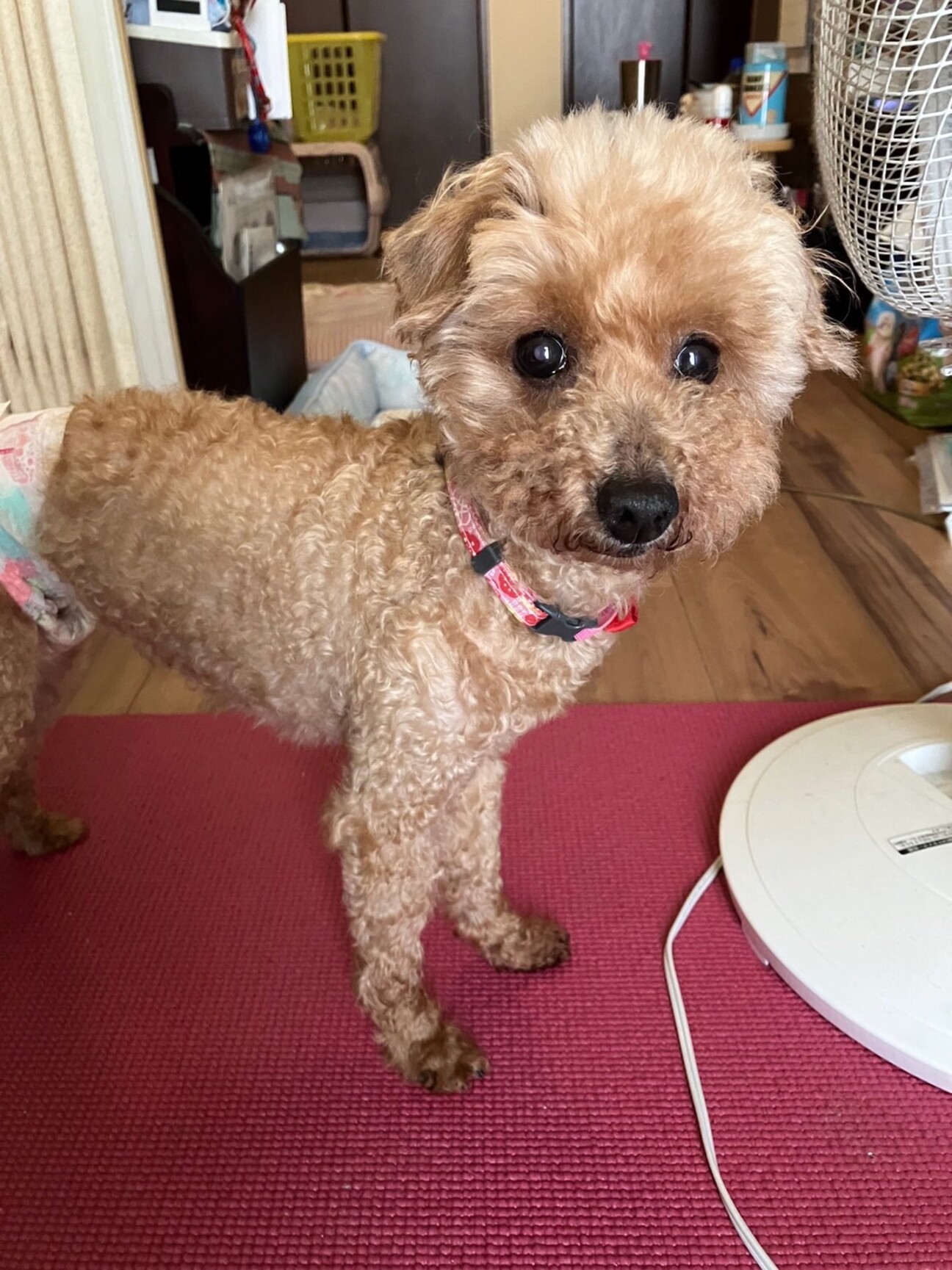 人懐こいトイプードル モ 神奈川県 犬の里親募集 ペットのおうち 月間利用者150万人