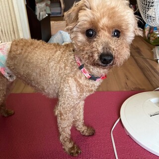 人懐こいトイプードル♀モカちゃん