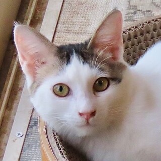 甘えん坊カフェ君♪LINEビデオ通話でお見合い可！