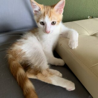 他の猫ともすぐ仲良し茶白りく君