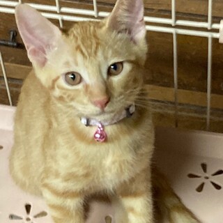 生後4か月の茶トラ男の子です