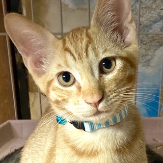 ちょっとクールな？茶トラ男の子、生後4か月です