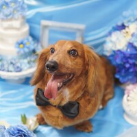 加藤 チョコ