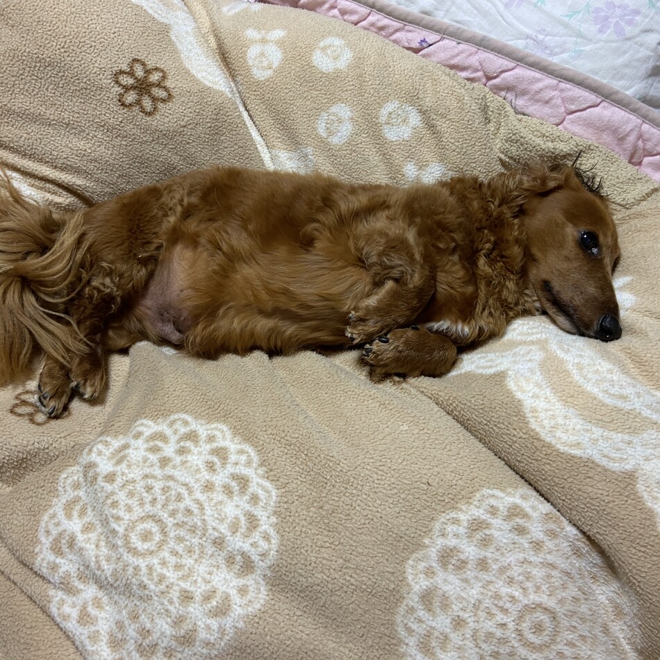 加藤 チョコのカバー写真
