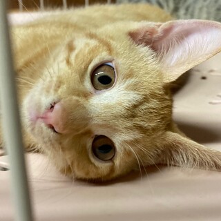 遊び好きな茶トラの男の子、生後４か月！