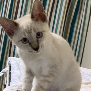 シャムミックスちゃん(^^)