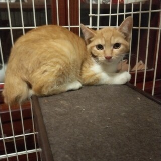 まん丸お目め　茶トラオス子猫の里親募集！