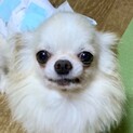 業平（なりひら）可愛いボクはかまってチワワ❤