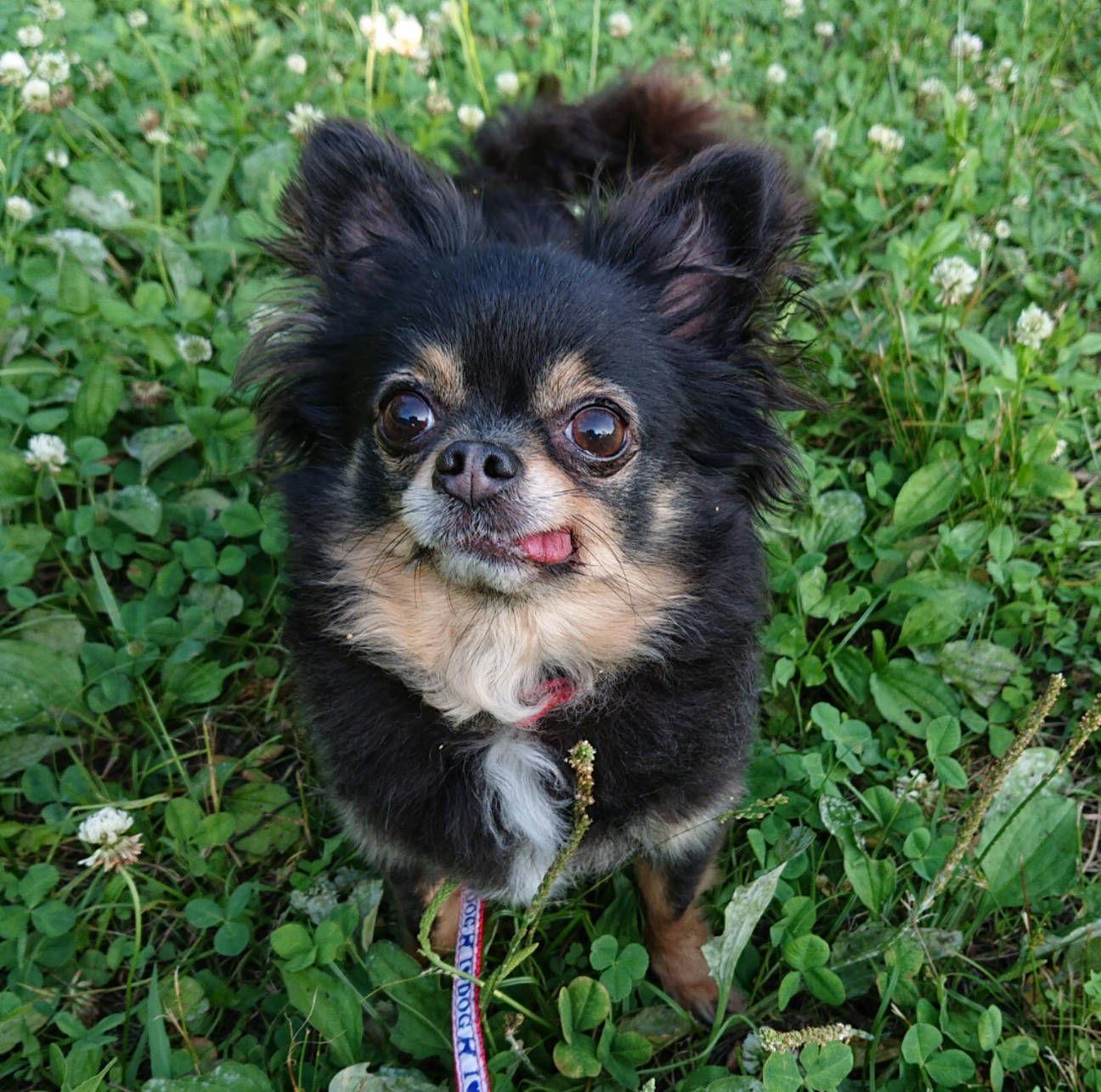 チワワ 5 6歳 あんこ 大阪府 犬の里親募集 ペットのおうち 月間利用者150万人 チワワ 5 6歳 あんこ 大阪府 犬の里親募集 ペットのおうち 月間利用者150万人