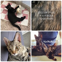 オルボ譲渡会 サムネイル1