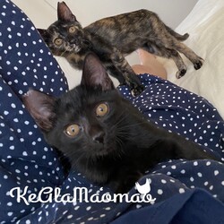 オルボ譲渡会 サムネイル3