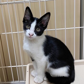 ハチワレ黒白★３ヶ月の男の子