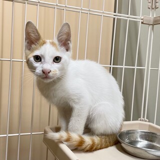 白茶★長いしっぽがかわいい３ヶ月の男の子