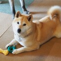 ◆甘えん坊のもも◆