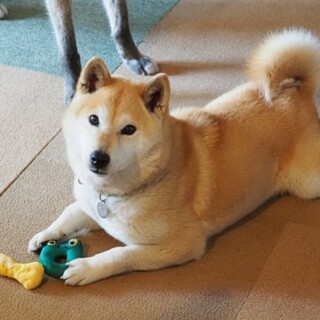 ◆甘えん坊のもも◆