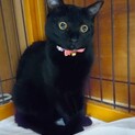 はるかちゃん　～生まれたてで保護された黒猫の女の子