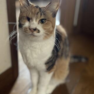 スレンダーで可愛い三毛猫のためちゃん⭐︎