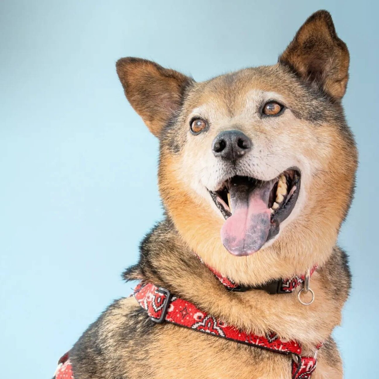 シニア犬 まこと 東京都 犬の里親募集 ペットのおうち 月間利用者150万人