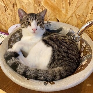 懐こいユウト君♪LINEビデオ通話でお見合できます