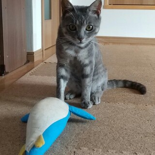 イケニャンとラブラブ生活を♪