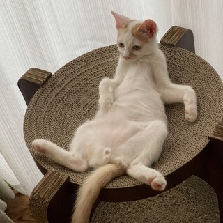 レディーファースト★クリーム茶白のラズ❤️