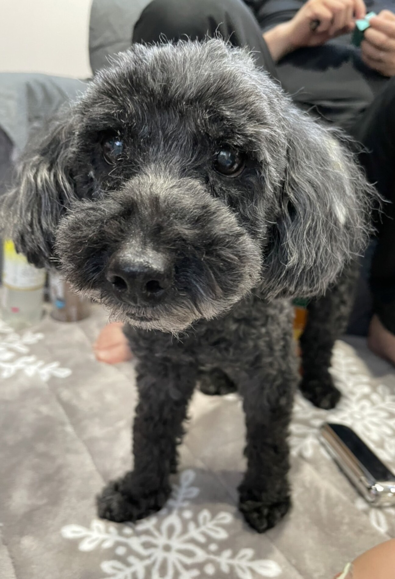 何度も見捨てられたトイプ 長野県 犬の里親募集 ペットのおうち 月間利用者150万人