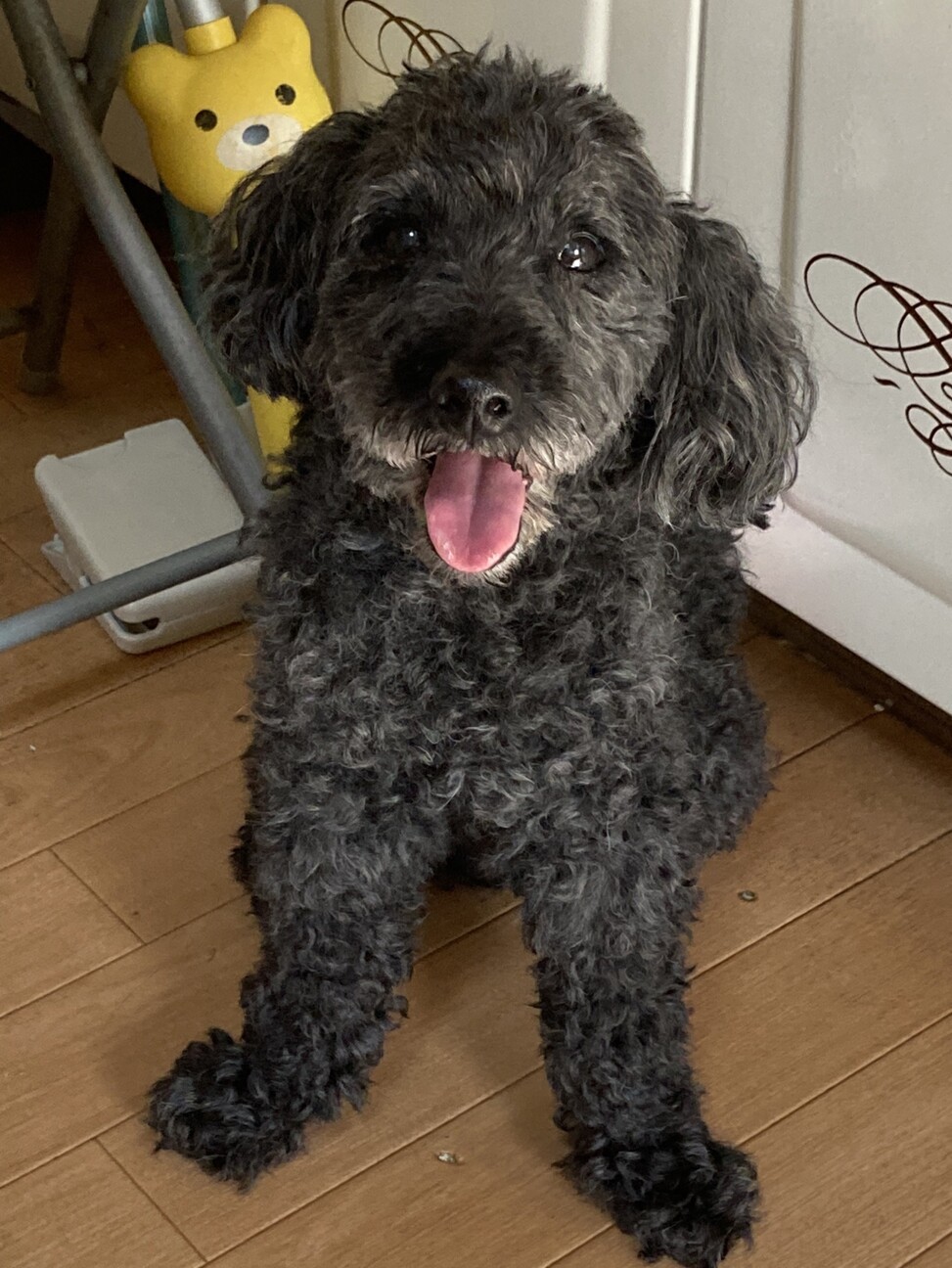 何度も見捨てられたトイプ 長野県 犬の里親募集 ペットのおうち 月間利用者150万人