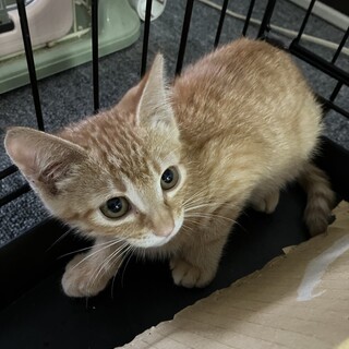 生後3ヶ月　オス　茶トラ　元気いっぱい！